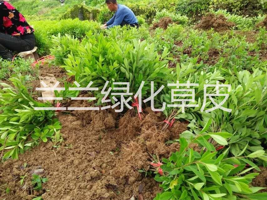 郴州市红花继木小苗厂家供应用于苗圃的红花继木小苗