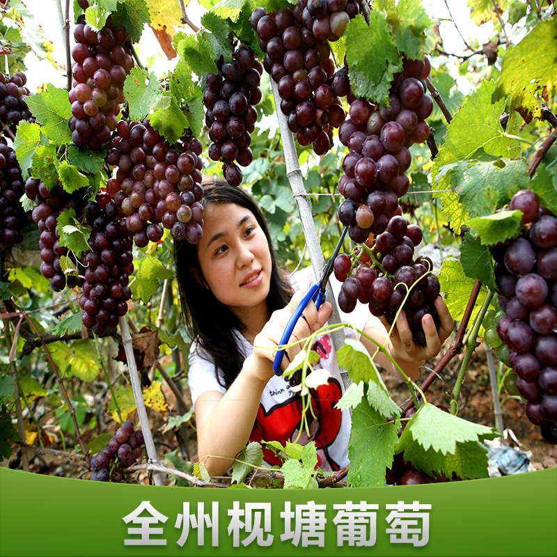 桂林市全州枧塘葡萄厂家