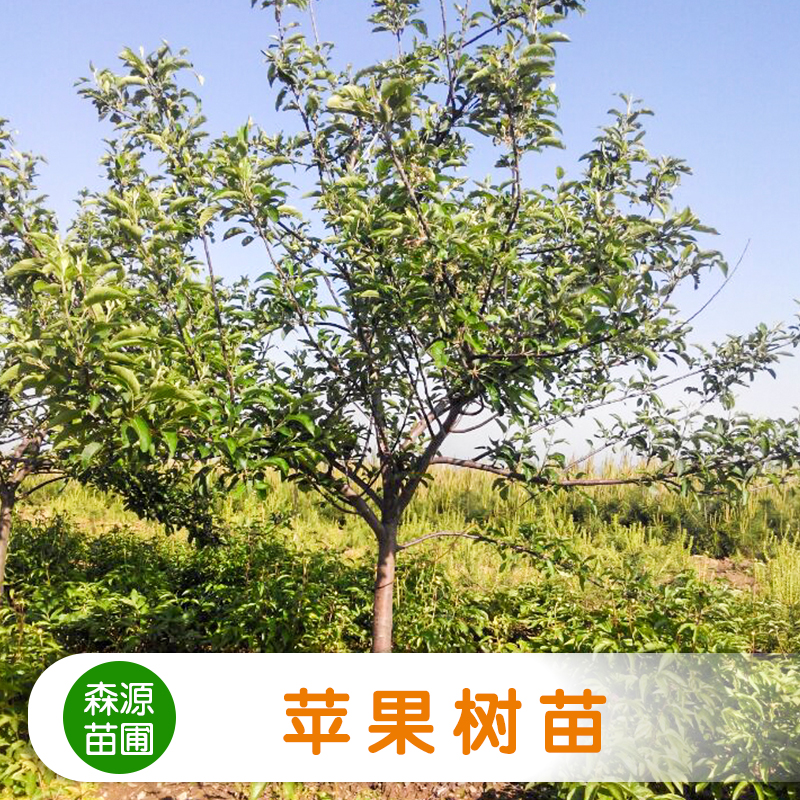 供应苹果树苗 柱状苹果树苗 农作物种子 水果种子 矮化苹果树苗图片