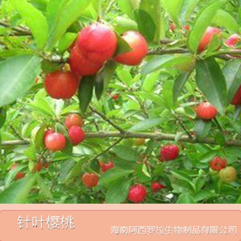 供应海南针叶樱桃价格 针叶樱桃提取物 针叶樱桃粉 富含天然维生素c图片