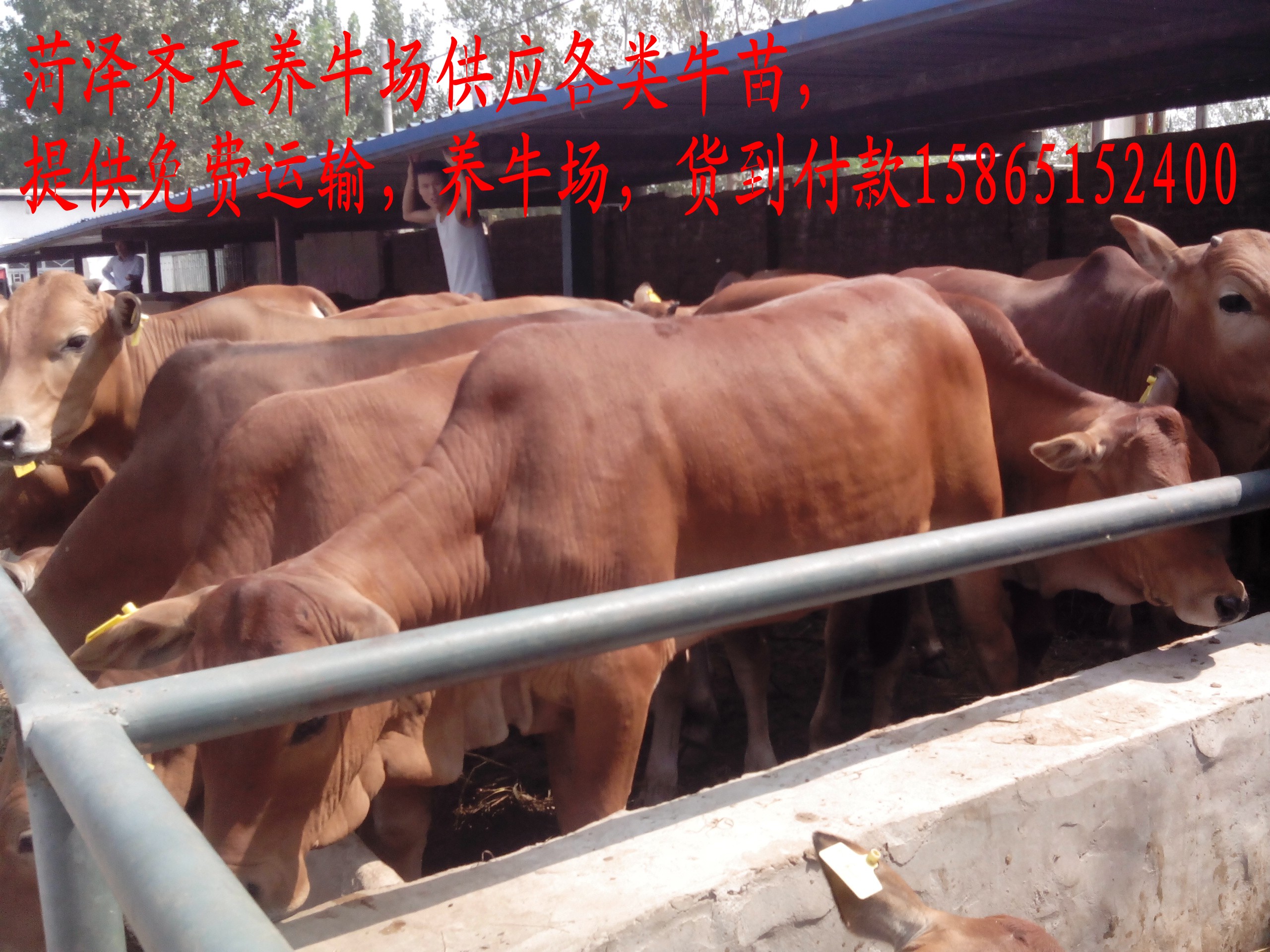 本厂供应用于养殖的育肥黄牛崽