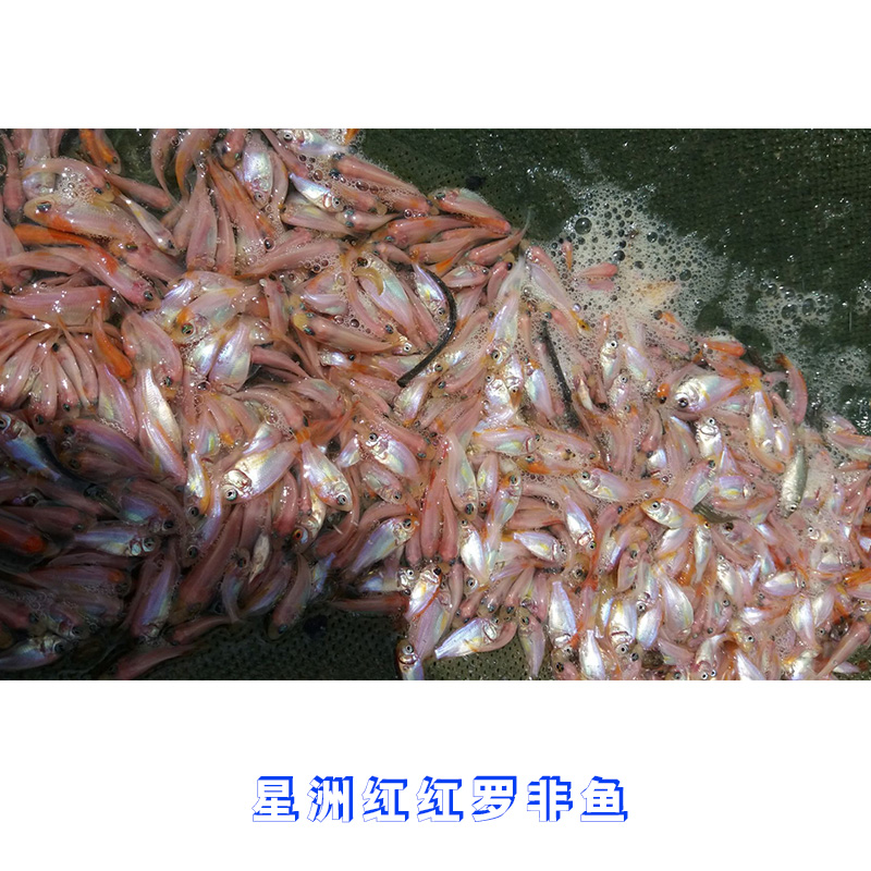 广东星洲红罗非鱼批发价格 红罗非鱼种苗批发 水产育苗养殖场