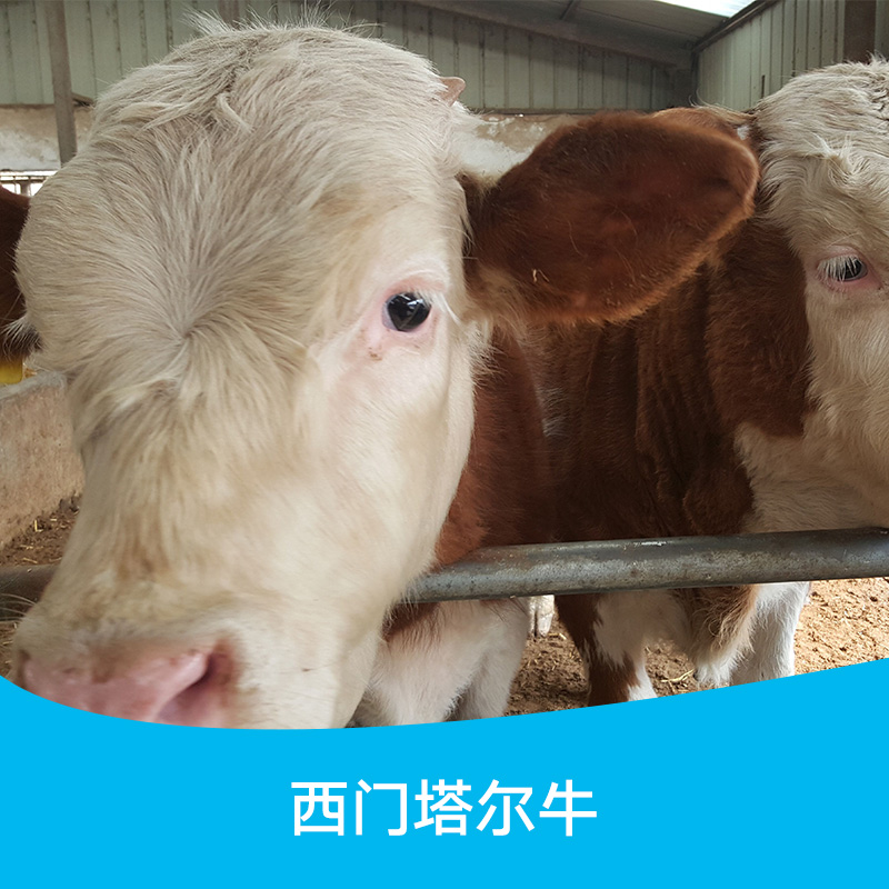 西门塔尔牛养殖技术，贵州西门塔尔肉牛养殖基地，贵州西门塔尔肉牛场