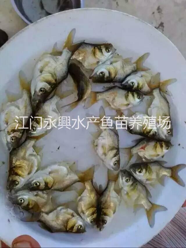 广东缩骨大头鱼批发价格 缩骨大头鱼多少钱 缩骨大头鱼哪里有卖图片