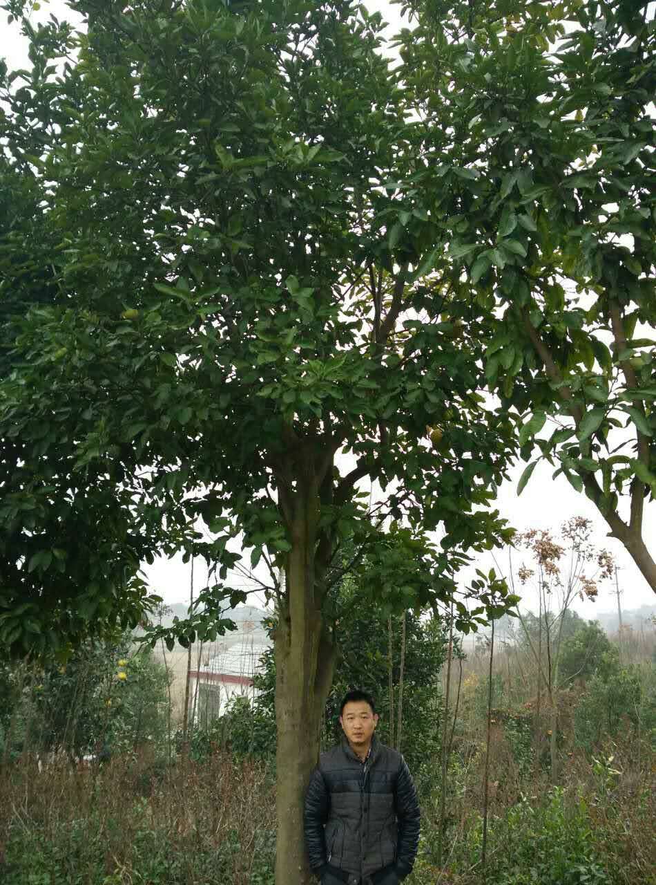 荆州市湖北香橼香泡柚子树厂家