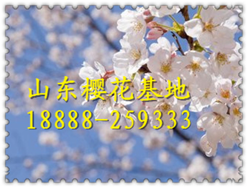 10公分樱花价格10公分樱花树价格10公分日本晚樱花价格