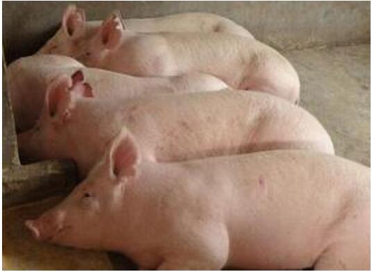 敦化市章英养殖场大量供应优质肉猪