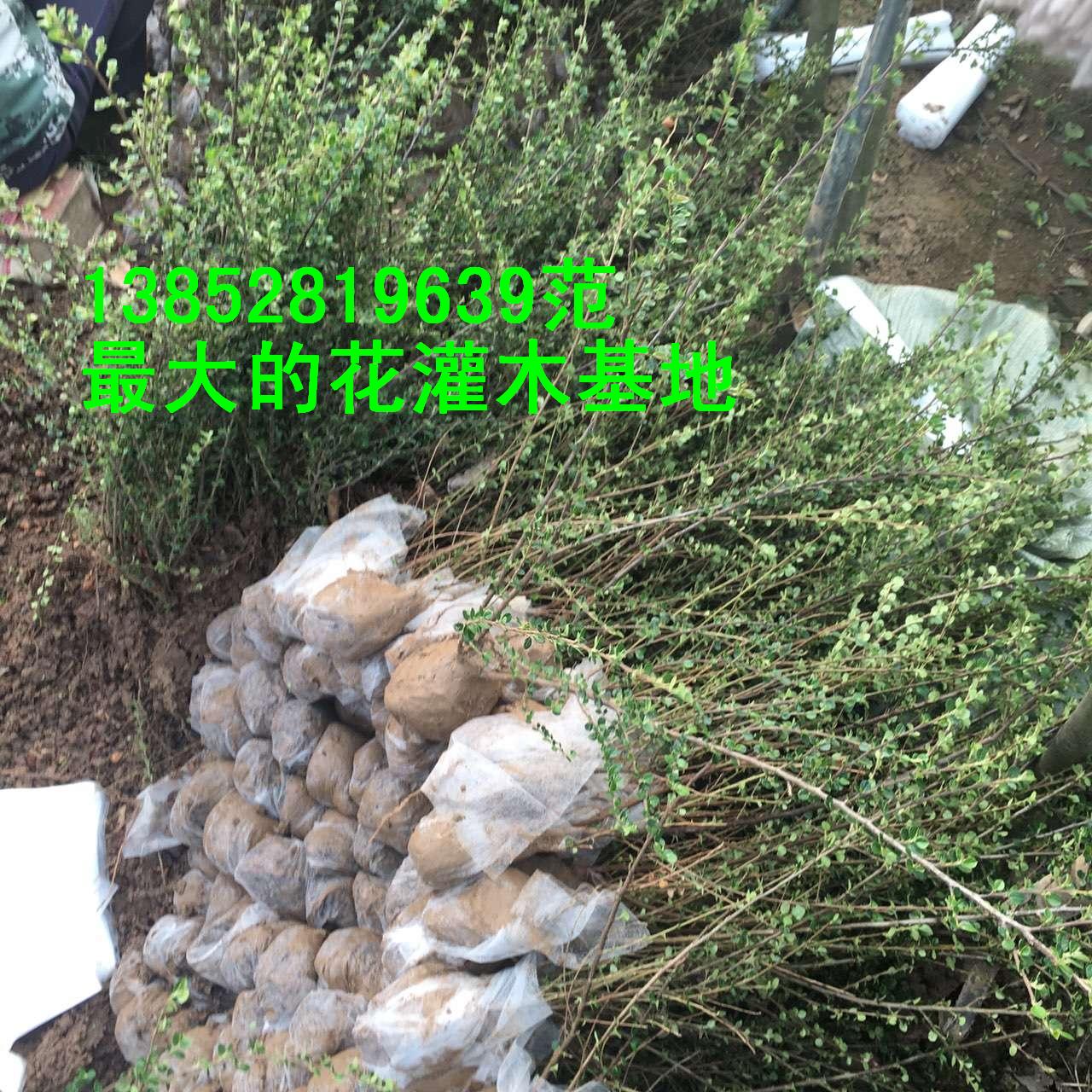 最大花灌木直销基地 金叶女贞直销供应最大花灌木直销基地 金叶女贞直销