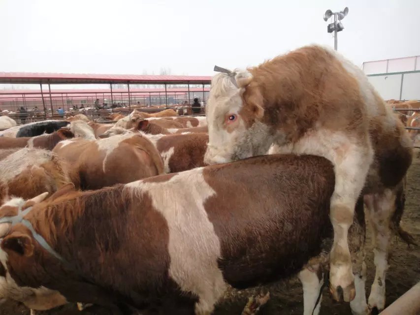 菏泽市育肥鲁西黄牛的价格厂家育肥鲁西黄牛的价格