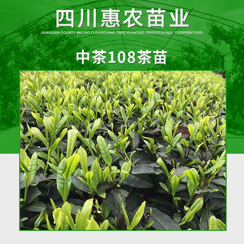 四川惠农苗业供应中茶108茶苗 特早生种茶 中茶108茶树苗木