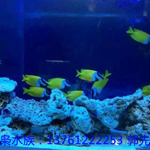 上海大型生态鱼缸批发