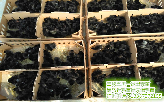 常年供应五黑鸡苗、高产绿壳蛋鸡苗