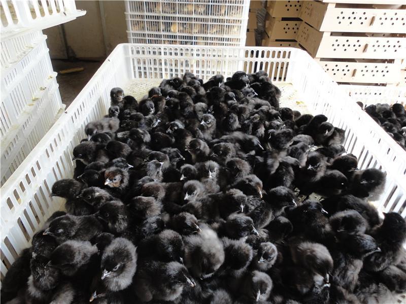 宜昌市常年供应五黑鸡苗、高产黑羽红冠厂家