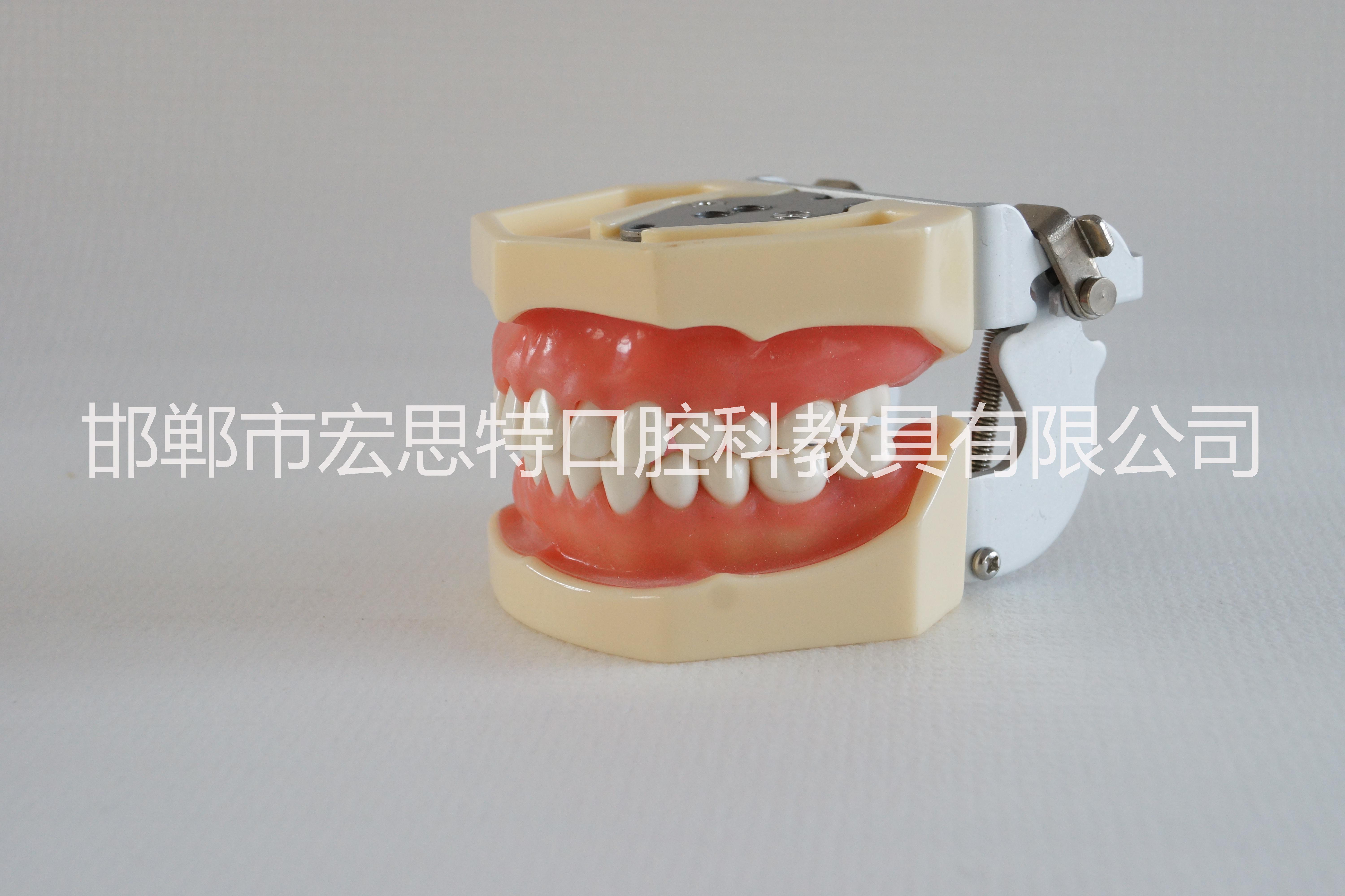 口腔模型HST-A14标准牙模 标准牙模 口腔模型 牙齿模型