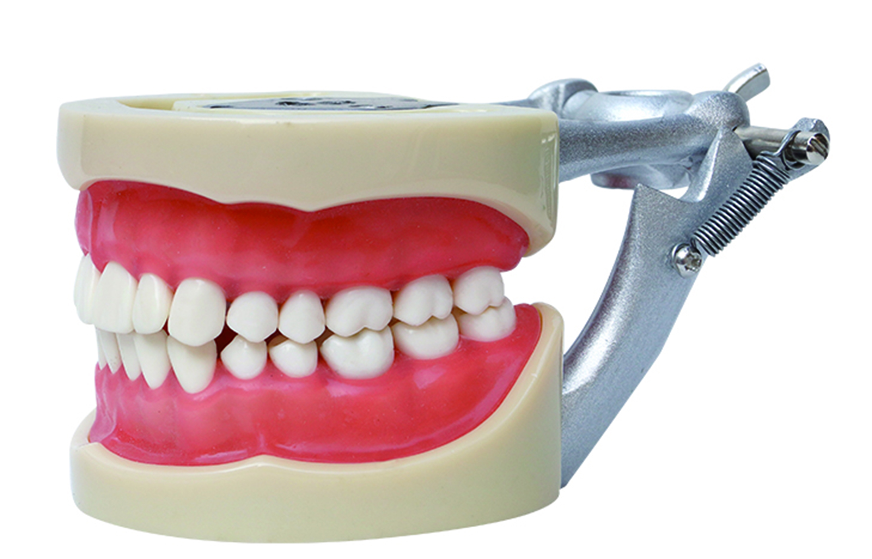 HST-A8标准牙模型 口腔模型 教学模型 口腔教学