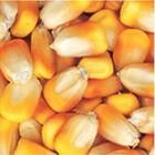 玉米收购 五谷杂粮玉米回收 棒子收购 、大量求购玉米