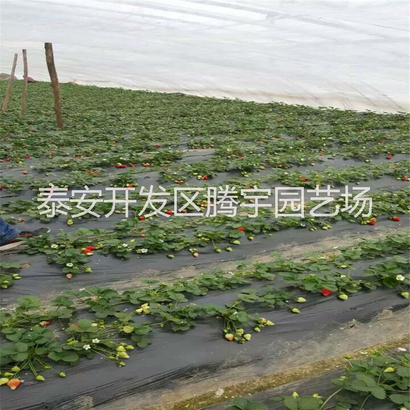 泰安市草莓苗厂家云南大棚草莓苗供应 大棚采摘专用草莓苗批发