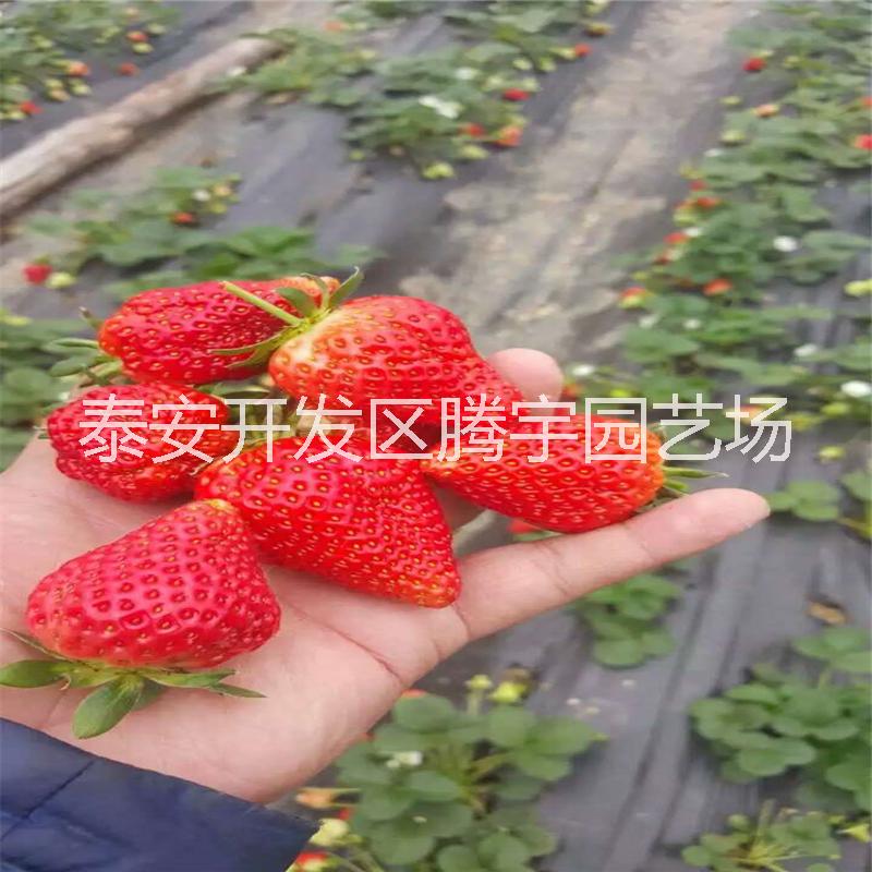 云南大棚草莓苗供应 大棚采摘专用草莓苗批发