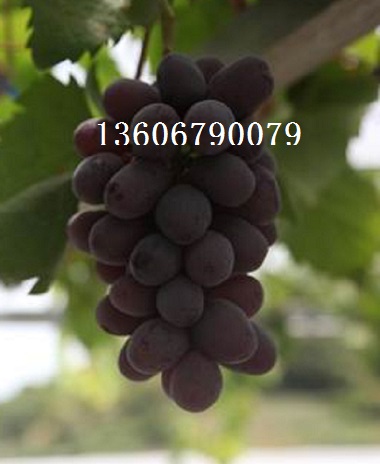 优质葡萄品种 无核葡萄苗批发 葡萄苗 巨峰葡萄苗价格图片