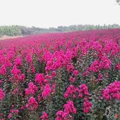 山东天鹅绒紫薇小苗种植基地