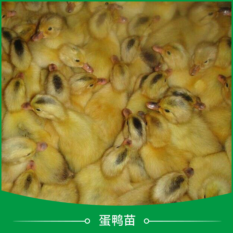 广州鸭苗养殖基地、广州鸭苗养殖市场价是多少图片
