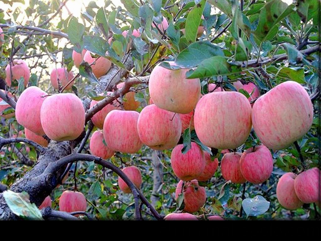 山东 红富士苹果 山东红富士苹果 山东红富士苹果产地山东 红富士苹果 山东红富士苹果