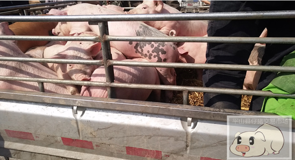 猪崽生产厂家养殖场批发销售价格直销图片