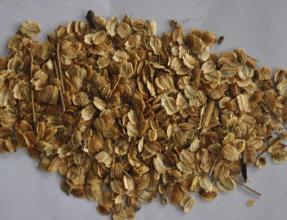 白芷种子多少钱一斤 亳州白芷种子价格 白芷种子批发 厂家直供