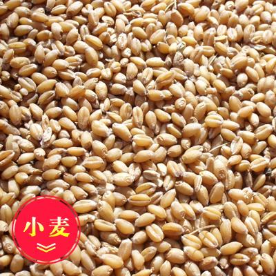 孝感市玉米 碎米 麸皮 高粱厂家现款求购： 玉米 碎米 麸皮 高粱