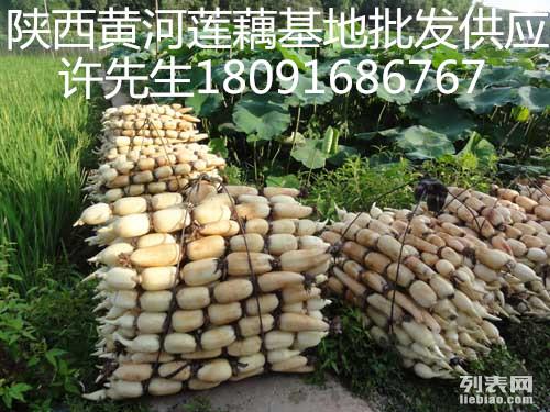 陕西莲菜网上销售批发供应价格趋势表 北方莲藕生长的环境要求图片