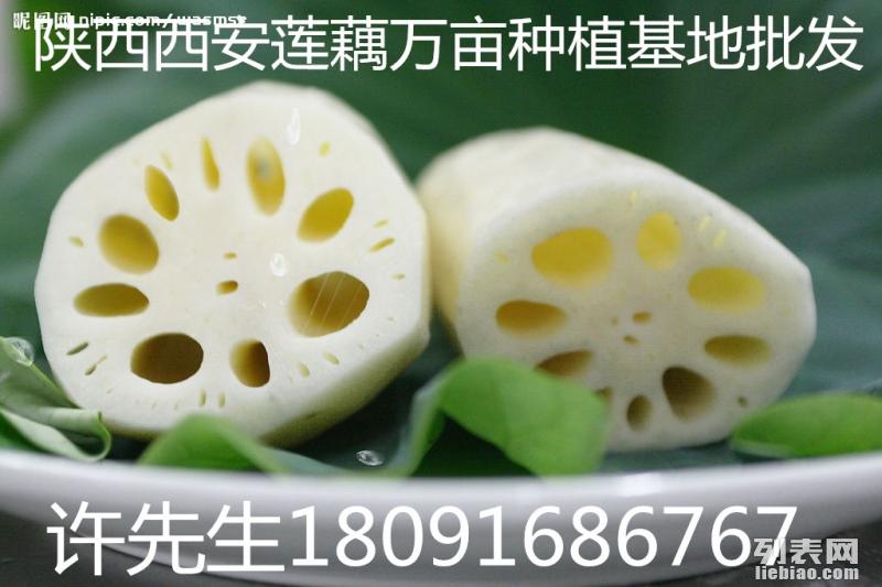 河南莲藕多少钱一斤