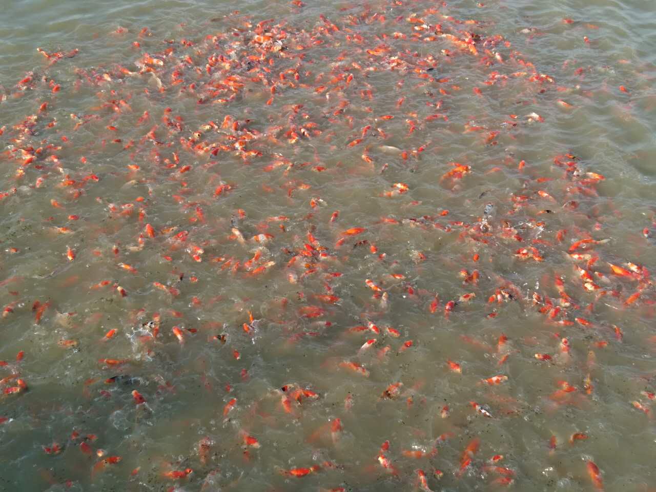 日本锦鲤鱼大小红白 鱼活体批发