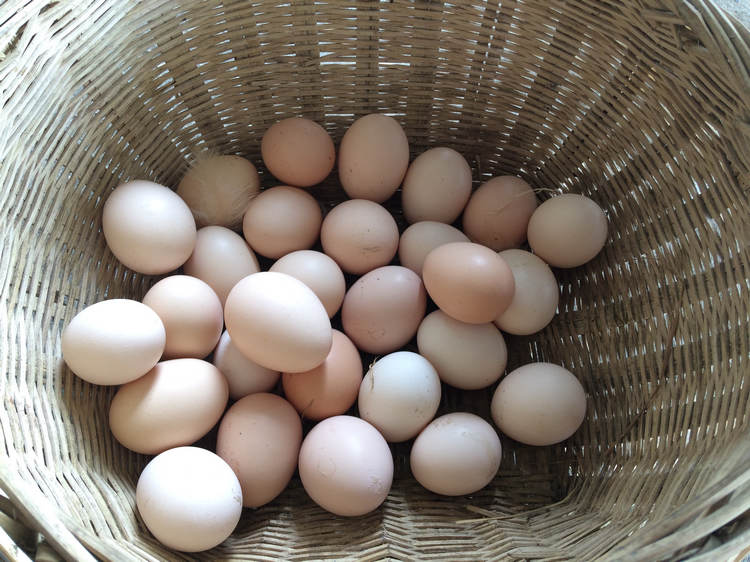 宜昌市土鸡蛋厂家土鸡蛋 农村散养新鲜土鸡蛋 正宗农户自养土鸡蛋 孕妇月子蛋 果园林下柴鸡蛋