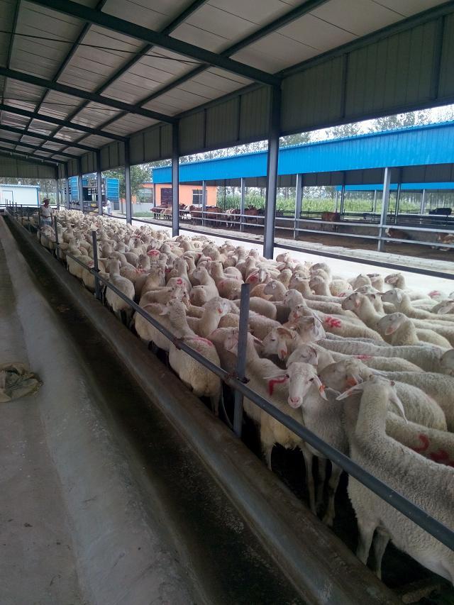 种羊小尾寒羊 小尾寒羊的技术养殖 小尾寒羊的市场价格 小尾寒羊的疾病防治