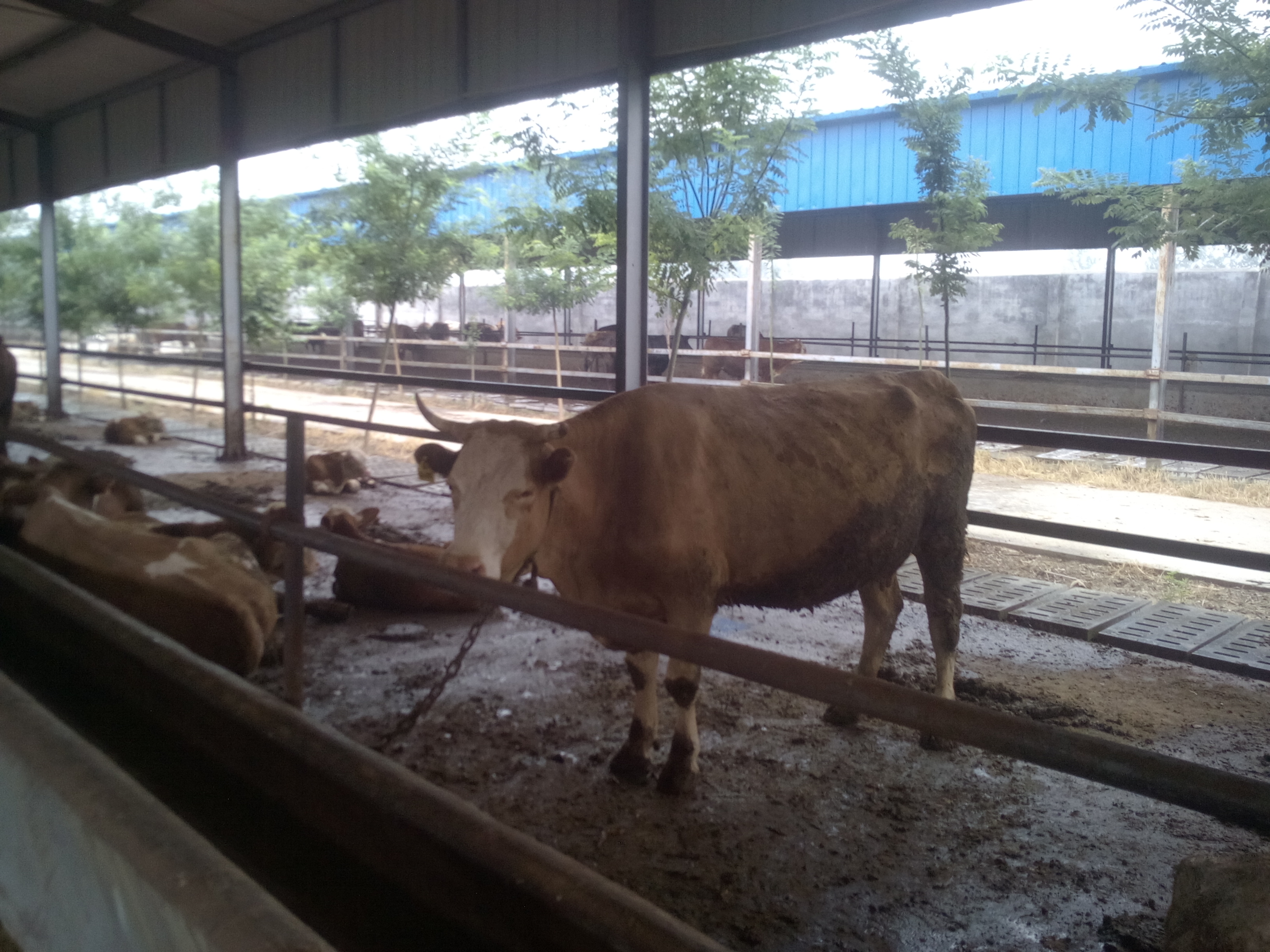 山东出售肉牛西门塔尔牛 鲁西黄牛价格 利木赞牛  肉牛养殖基地