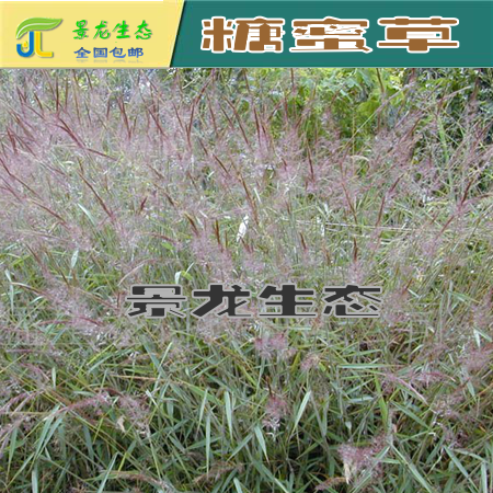 广西边坡绿化|广西灌木种子|广西结缕草|南宁结缕草图片
