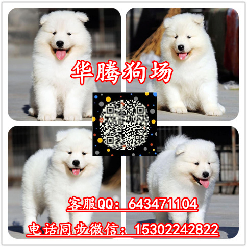 广州萨摩耶雪橇犬价格多少纯种萨摩耶幼犬价格多少萨摩耶报价多少钱