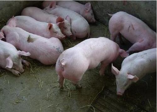 厂家专业养殖销售仔猪 大量供应