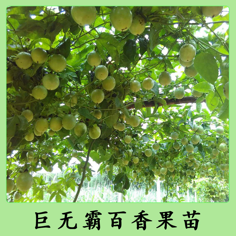 桂林市百香果苗种植厂家