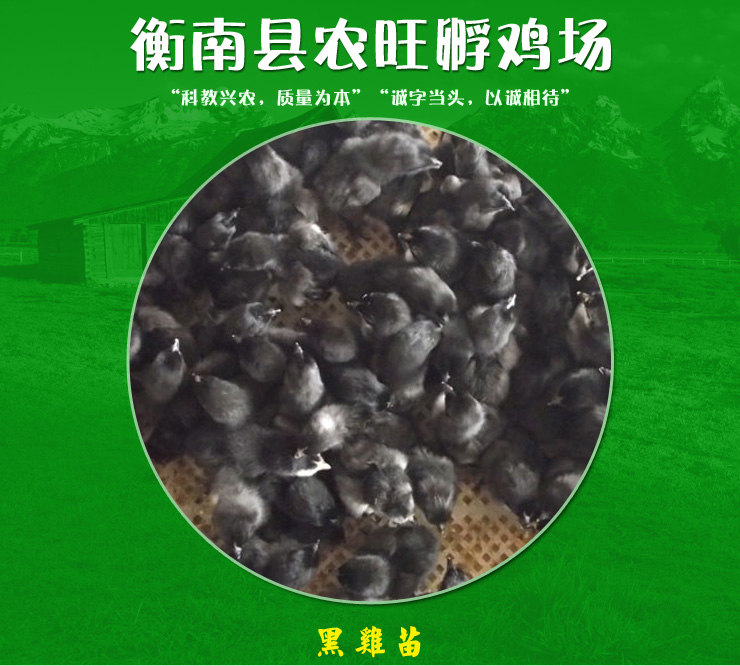 衡阳市孵化绿壳蛋黑鸡苗厂家