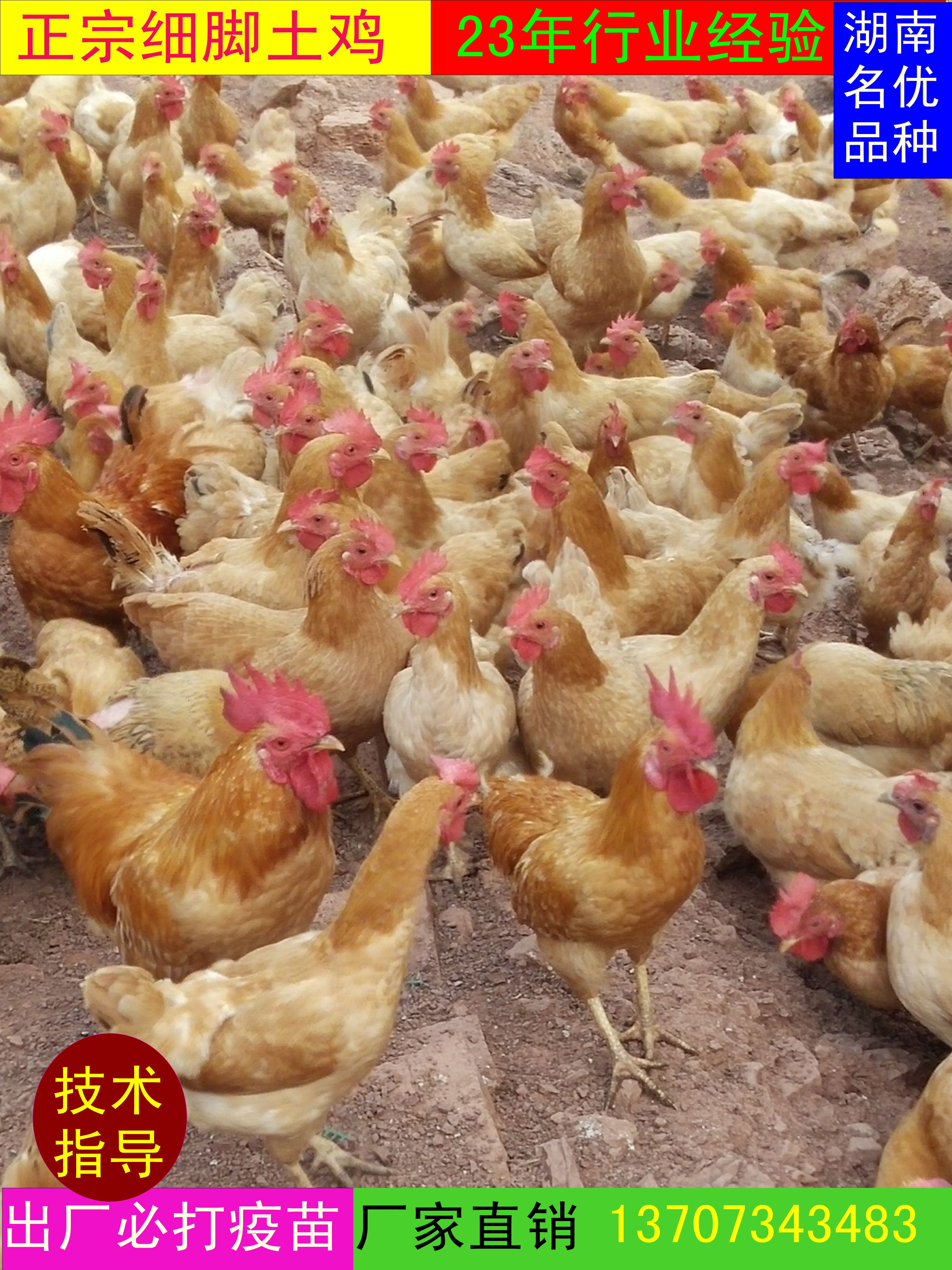 邵阳土鸡公苗 厂家直供 易养殖 成活率高小鸡苗批发