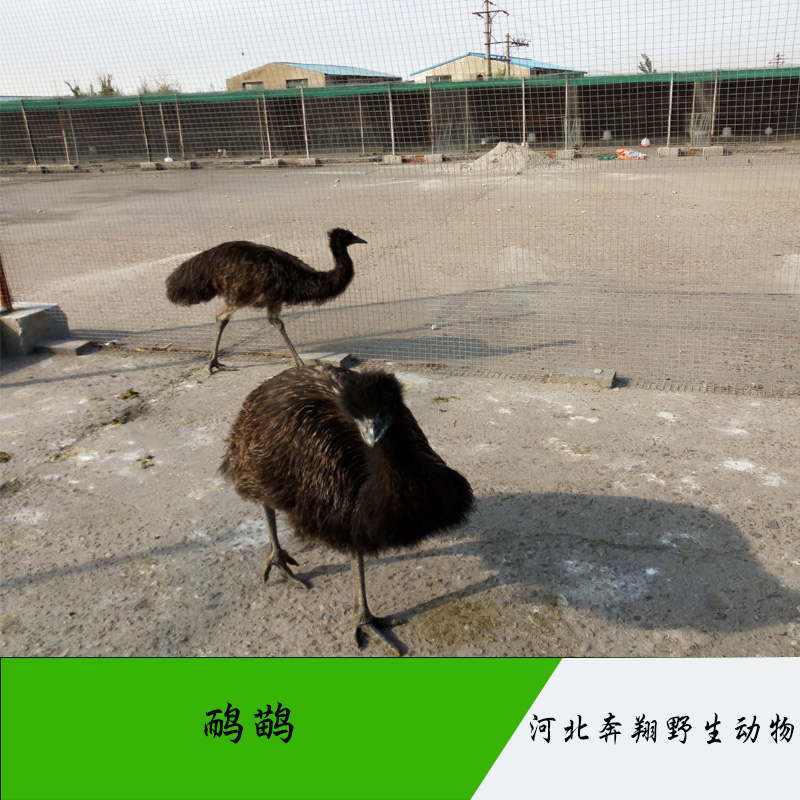 唐山市鸸鹋厂家鸸鹋 澳洲鸵鸟 观赏性动物鸸鹋 特种珍禽大型鸸鹋 山东鸸鹋养殖