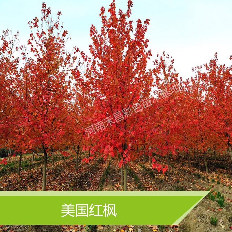 郑州市山东美国红枫种植厂家