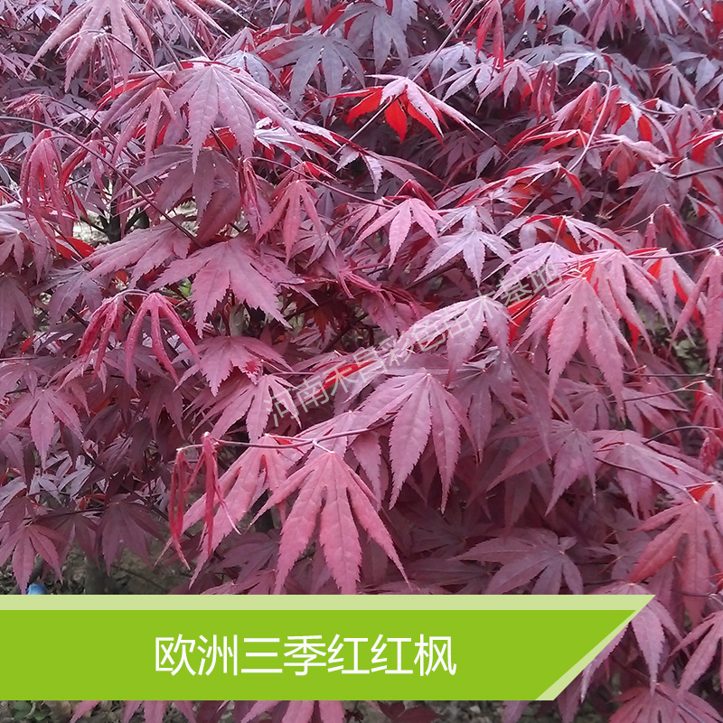 眉山日本红枫批发价格/日本红枫多少钱 欧洲三季红红枫种植基地