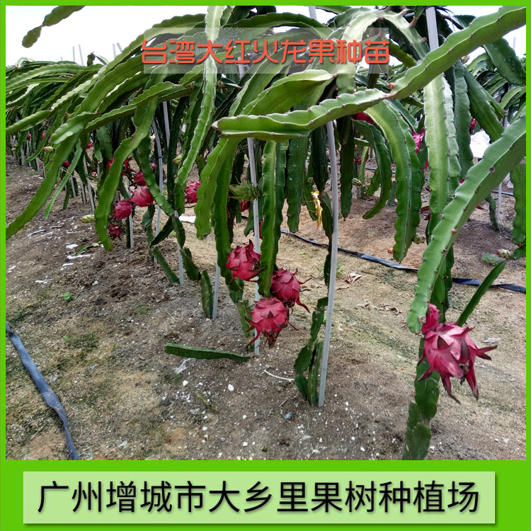 大红火龙果苗价格 台湾大红火龙果种苗批发价 广州大红火龙果种植园