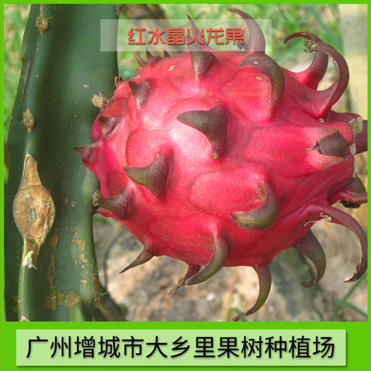 红水晶火龙果 专业红水晶火龙果种植 红水晶火龙果种植基地 红水晶火龙果苗