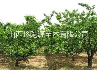 山西优质蔷薇科灌木果树扦插用于种植樱桃苗 批发价格图片