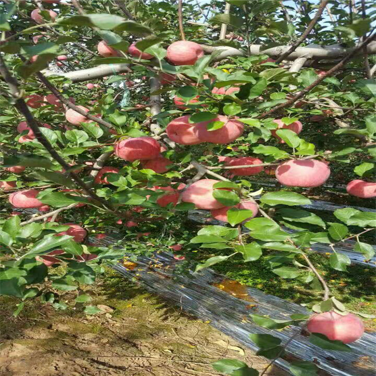 红富士苹果苗 苹果苗种植基地 烟富8号 烟富6号 寒富苹果 红嘎啦 红星 黄元帅 世纪一号图片