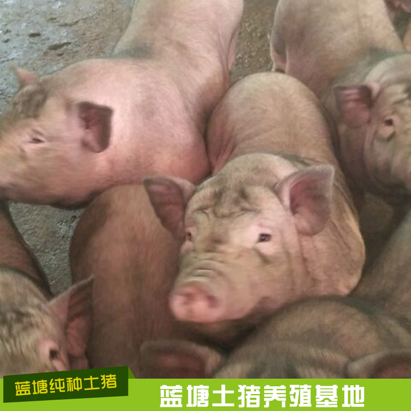 蓝塘土猪养殖场 蓝塘土猪养殖基地 专业蓝塘土猪养殖基地 土猪