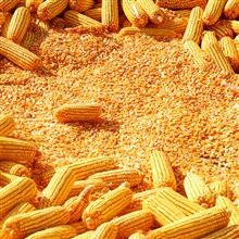 玉米净量玉米粒 大量供应玉米粒